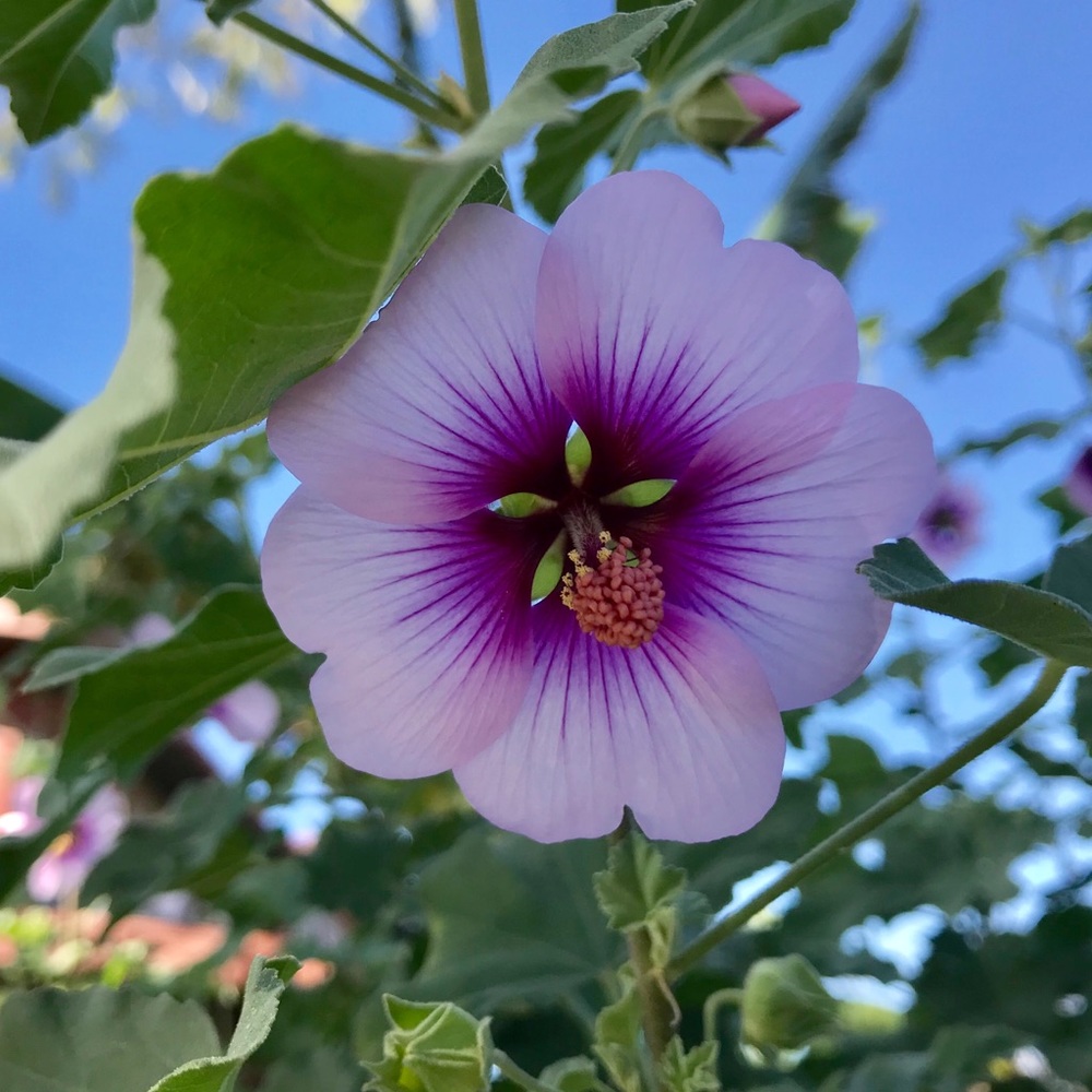 Meet your Posher, Marla